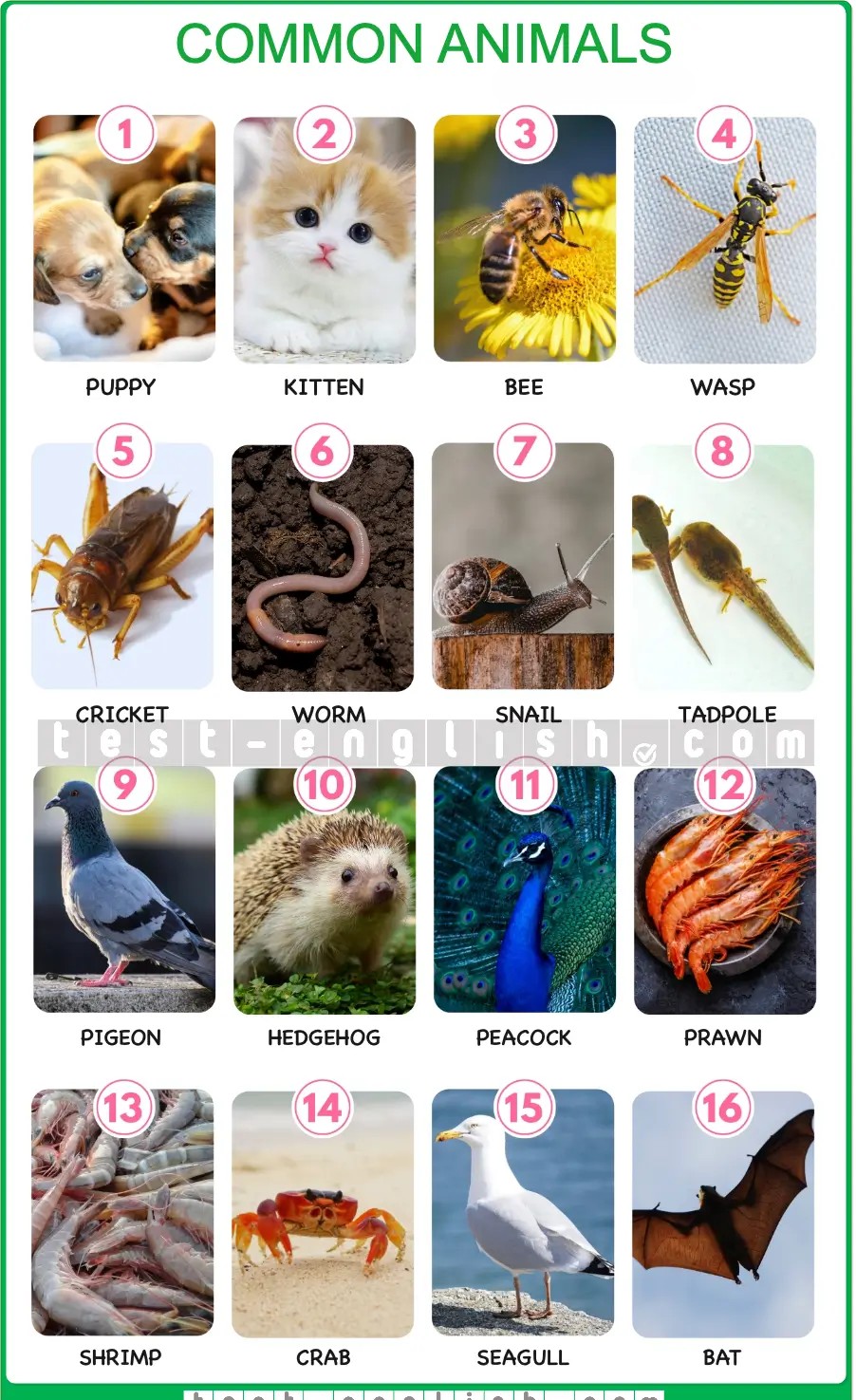 Common animals vocabulary chart showing puppy, kitten, bee, wasp, cricket, worm, snail, tadpole, pigeon, hedgehog, peacock, prawn, shrimp, crab, seagull, bat