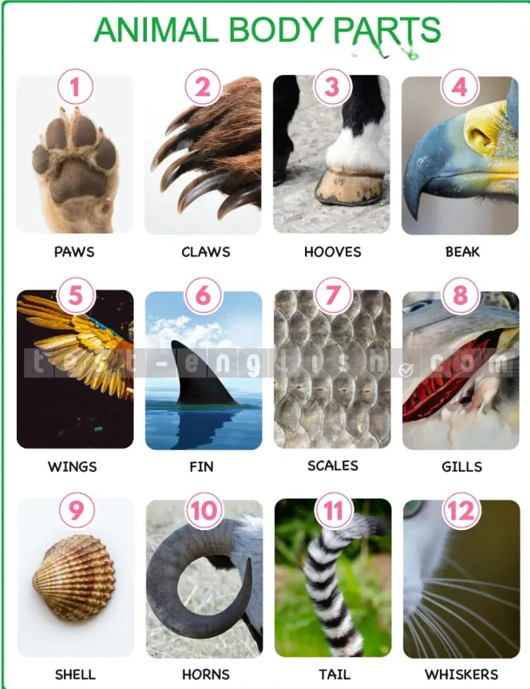 Animal body parts vocabulary: paw, claws, hooves, beak, wings, fin, scales, gills, shell, horns, tail, whiskers