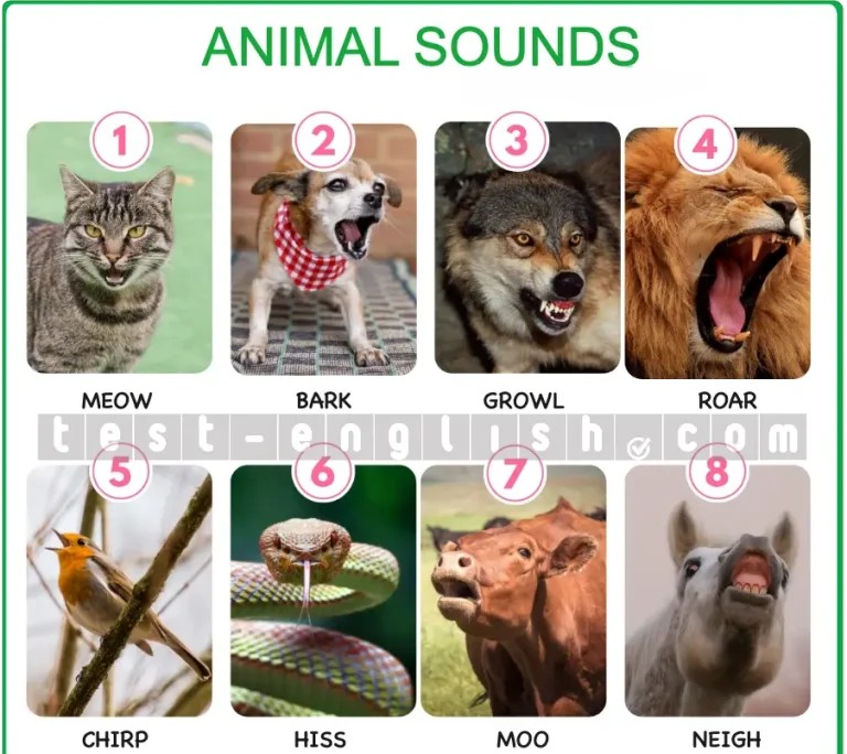 Animal sounds vocabulary: meow, bark, growl, roar, chirp, hiss, moo, neigh