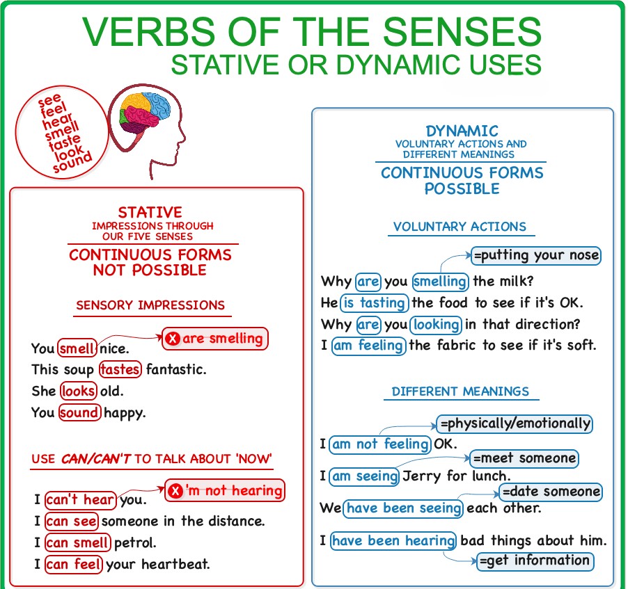 Comprehensive grammar chart showing stative vs. dynamic uses of sense verbs (feel, hear, see, smell, taste, look, sound) with examples, rules for infinitive/gerund, and linking verb patterns.