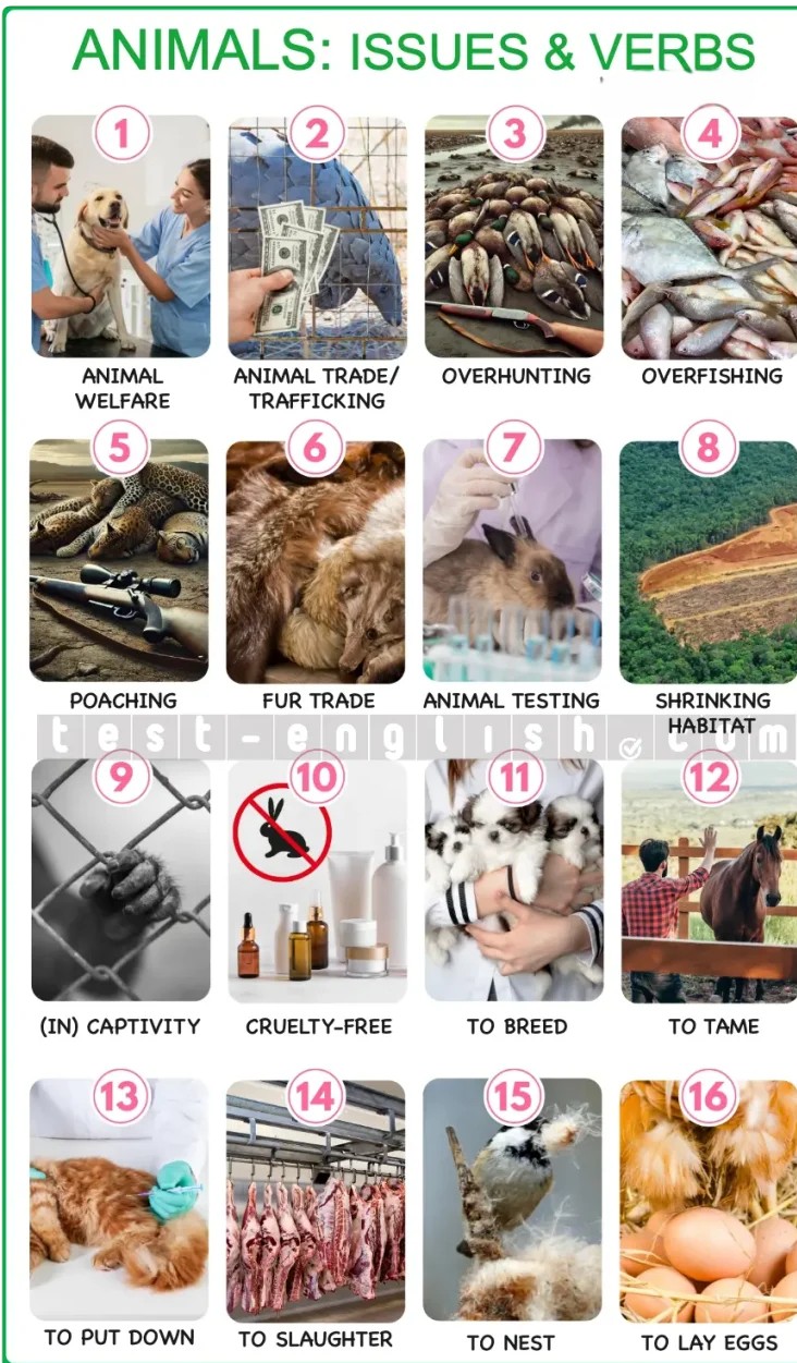 English vocabulary chart illustrating animal issues: animal welfare, animal trade, overhunting, poaching, shrinking habitat, to breed, to tame, to put down, etc.